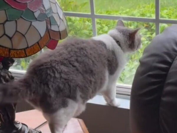 「爆笑した」「初めて見たよ」　猫が、庭にいる別の猫に向かって？