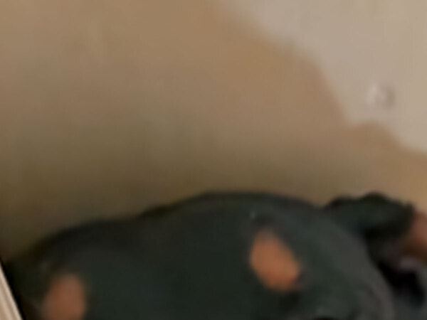 「的確な母性の描写」「爆笑した」　子育て中の母犬の『寝顔』に共感の声