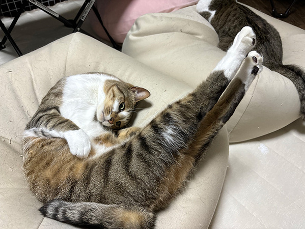 猫が擬態した『ロゴマーク』　激写した１枚に「PUMAじゃないんだ」「カンペキ」