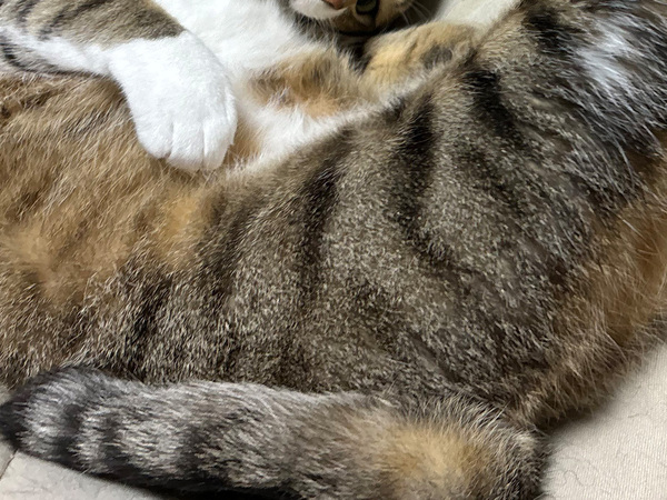 猫が擬態した『ロゴマーク』　激写した１枚に「PUMAじゃないんだ」「カンペキ」