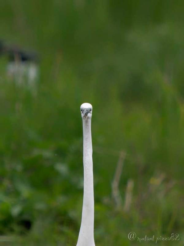 野外なのに？　真っ白な『綿棒』が見つめてくる写真に「笑った」「１本ください」