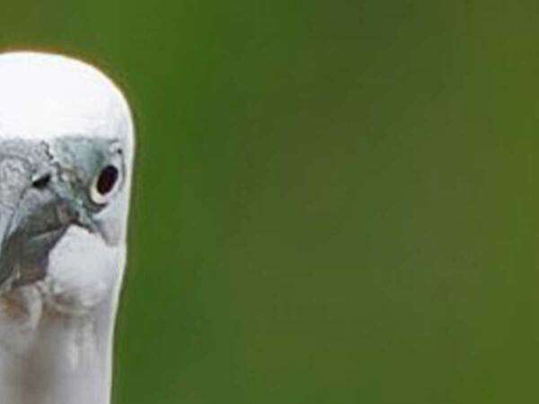 野外なのに？　真っ白な『綿棒』が見つめてくる写真に「笑った」「１本ください」