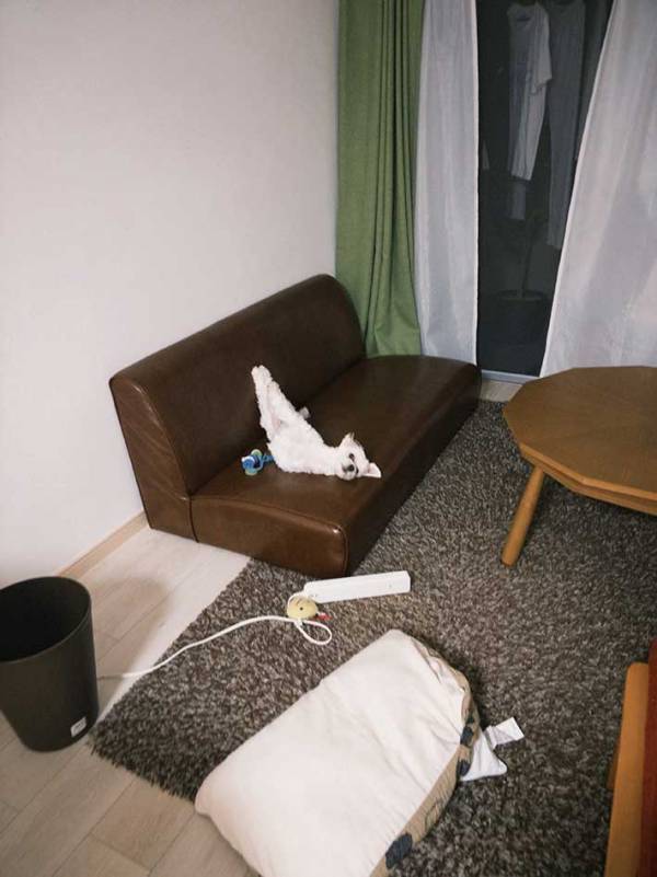 「本当に犬なのかな…」飼い主が目撃したのは？　愛犬の写真に１７万『いいね』