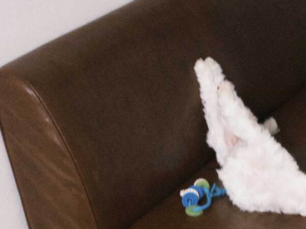 「本当に犬なのかな…」飼い主が目撃したのは？　愛犬の写真に１７万『いいね』