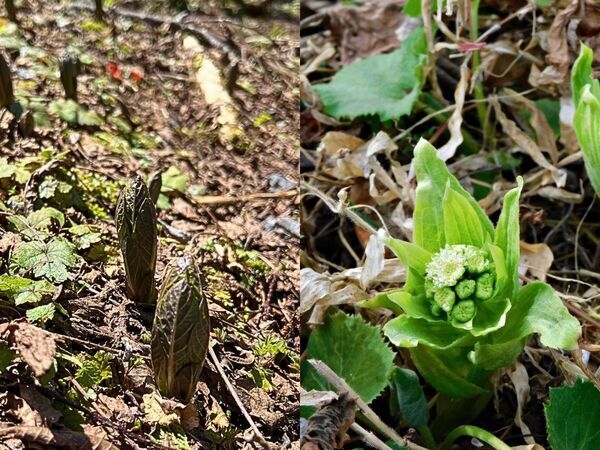 「名前の意味を知ってゾッとした」　フキノトウと間違う有毒植物に注意を