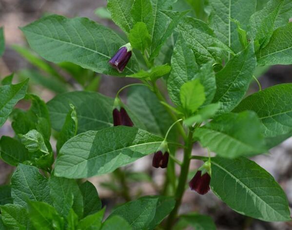 「名前の意味を知ってゾッとした」　フキノトウと間違う有毒植物に注意を