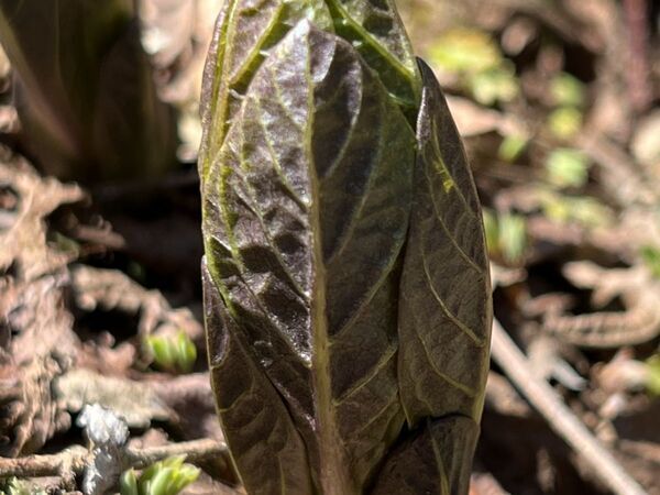 「名前の意味を知ってゾッとした」　フキノトウと間違う有毒植物に注意を