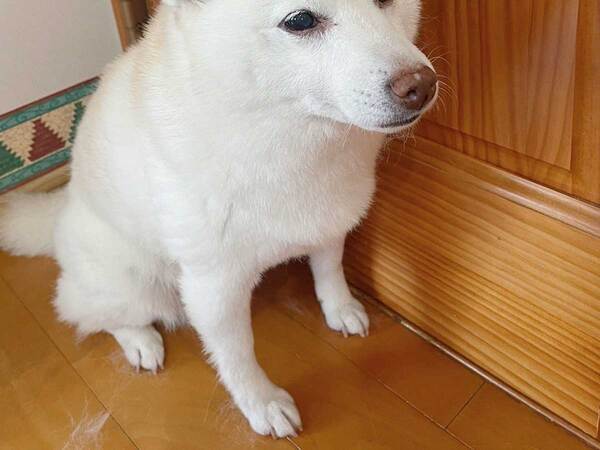 真っしろな毛が自慢の柴犬　頭を見ると？「ヤンキーにしか見えない」「笑った」