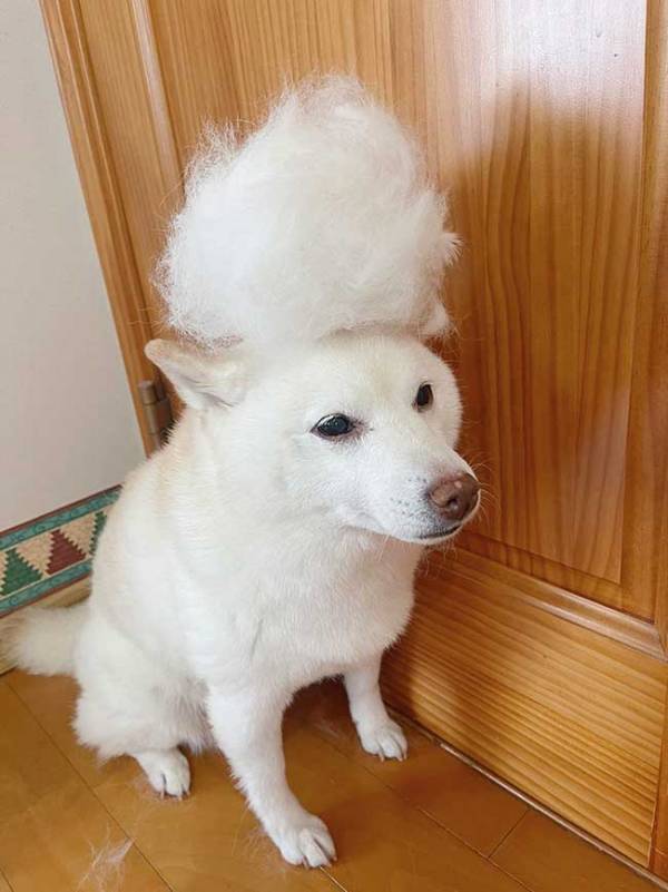 真っしろな毛が自慢の柴犬　頭を見ると？「ヤンキーにしか見えない」「笑った」