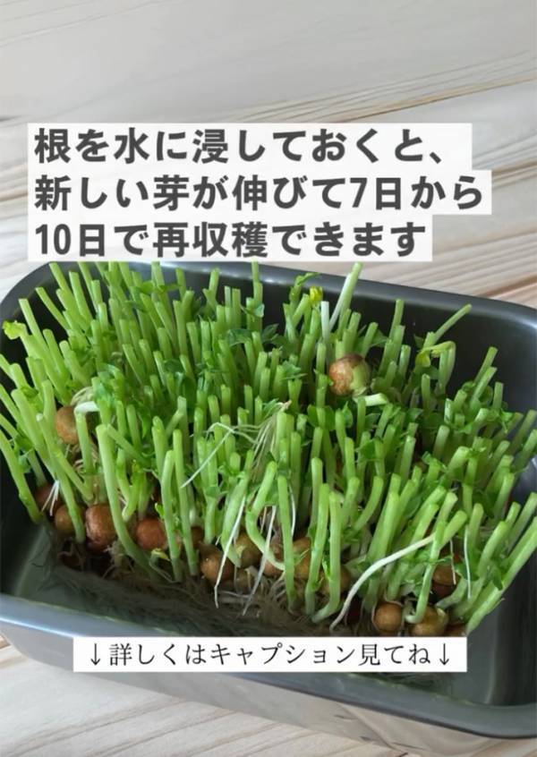 「１週間で１２㎝も伸びました！」　企業が教える『豆苗の育て方』に「教えてくれてありがとう！」