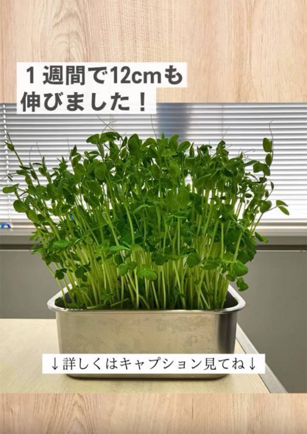 「１週間で１２㎝も伸びました！」　企業が教える『豆苗の育て方』に「教えてくれてありがとう！」