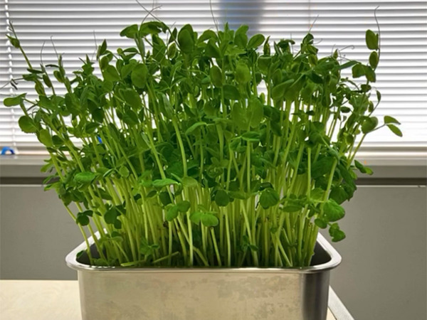 「１週間で１２㎝も伸びました！」　企業が教える『豆苗の育て方』に「教えてくれてありがとう！」