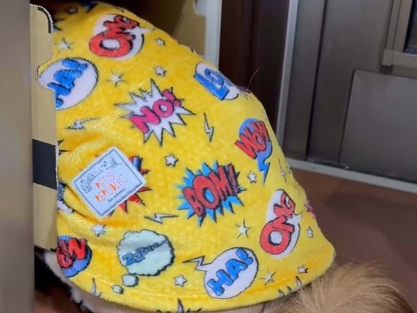 散歩が嫌な柴犬　飼い主が誘った結果…　「なんでそうなる」「面白すぎる」