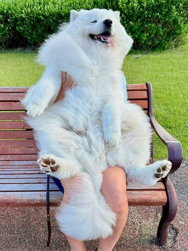 どこにいるか分かる？　サモエドの下を見ると…「これは天国はたまた地獄か」