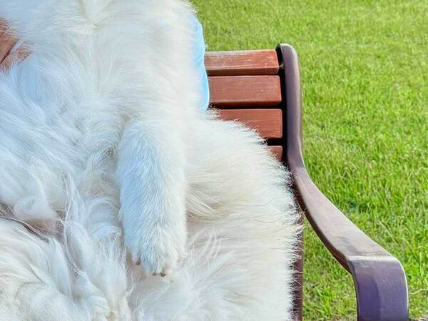 どこにいるか分かる？　サモエドの下を見ると…「これは天国はたまた地獄か」