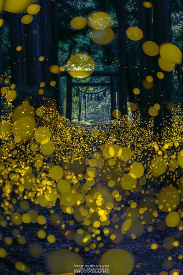 カメラを２時間回しっぱなしにして…　とらえた絶景に「現世とは思えない」