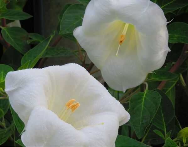 保健医療局「間違えて食べないで」　注意喚起に「怖すぎ」「もっと知ってほしい」