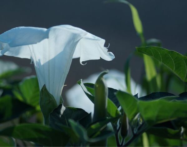 保健医療局「間違えて食べないで」　注意喚起に「怖すぎ」「もっと知ってほしい」