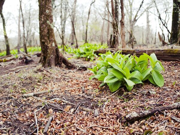 毎年中毒が発生　東京都が警告する有毒植物に「見分けがつかない」「怖すぎる」