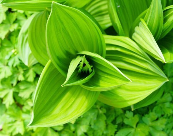 毎年中毒が発生　東京都が警告する有毒植物に「見分けがつかない」「怖すぎる」