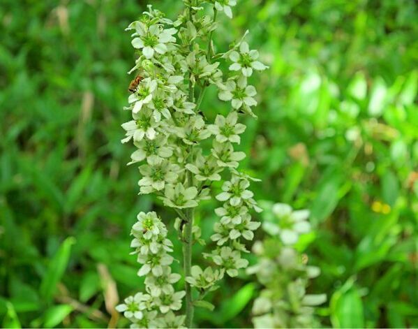 毎年中毒が発生　東京都が警告する有毒植物に「見分けがつかない」「怖すぎる」