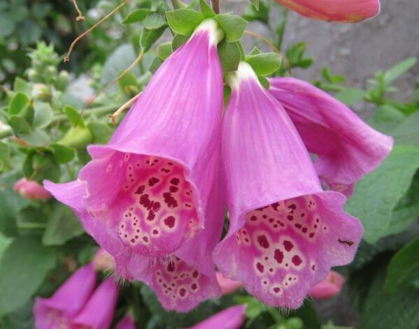 「絶対に食べないで」　毒草ジギタリスに都が警鐘　「死亡例も」