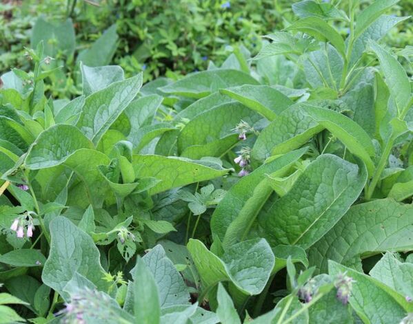 「絶対に食べないで」　毒草ジギタリスに都が警鐘　「死亡例も」