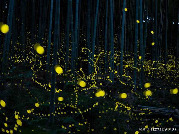 終戦から８０年になる８月１５日　ジブリの人気アニメが地上波で…「待ってました」「泣いちゃう」