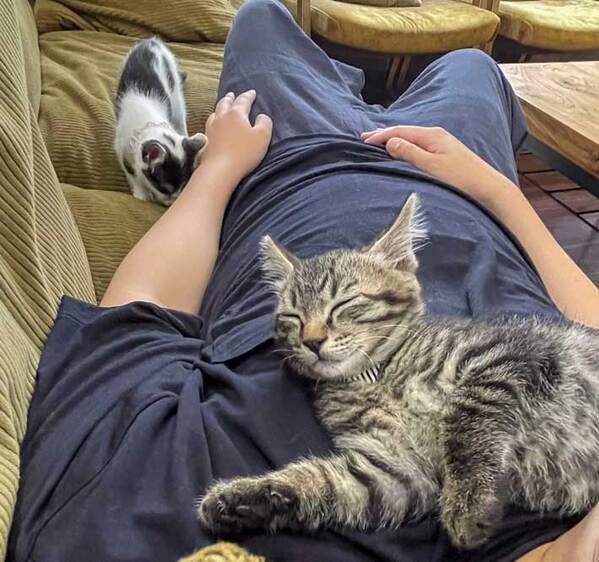 仕事の休憩時間に保護猫が寄って来て…？「就職したい」「最高の福利厚生」