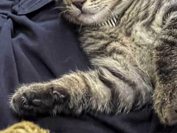 仕事の休憩時間に保護猫が寄って来て…？「就職したい」「最高の福利厚生」