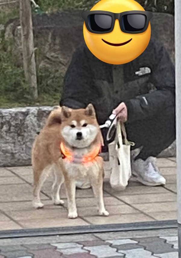 飼い主「かわいい犬がいるな～」　道路の反対側をよく見ると？「めっちゃ笑った」