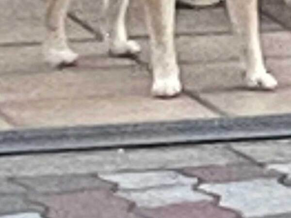 飼い主「かわいい犬がいるな～」　道路の反対側をよく見ると？「めっちゃ笑った」