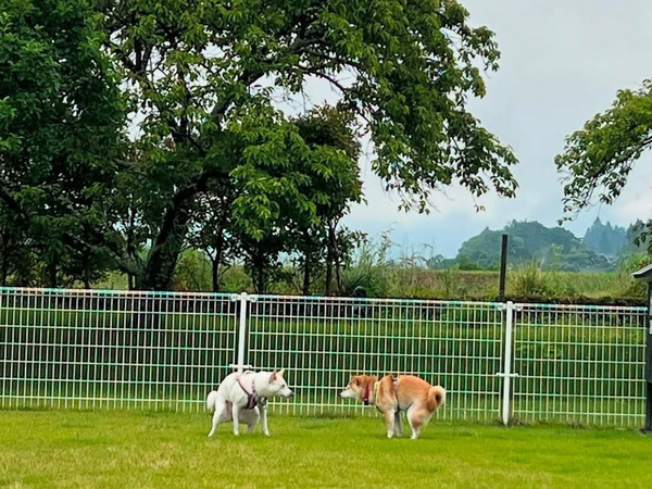 『相撲』が始まりそうな１枚　実は２匹同時に…？「最高かよ」「笑うしかない」