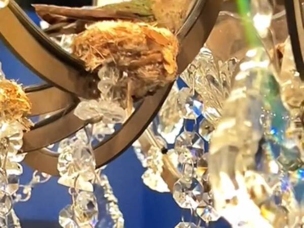 シャンデリアの中に住んでいたのは…　「センスある！」「素敵だね」