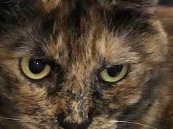 相手によって態度を変える猫　妻が抱っこすると？「声が出た」「こんなに違うなんて」