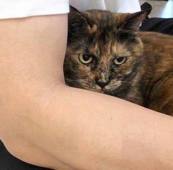 相手によって態度を変える猫　妻が抱っこすると？「声が出た」「こんなに違うなんて」