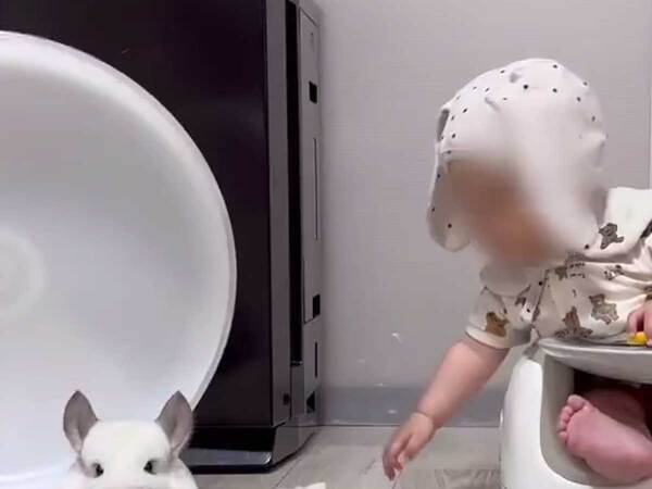 チンチラが『ドヤ顔』した理由　光景に『９万人』が爆笑！