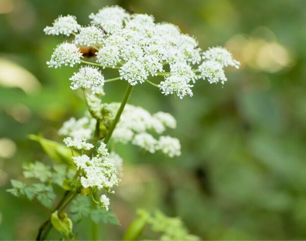 山菜採りで命の危険も　見分けづらい毒草に「知らなかった」「ゾッとした」