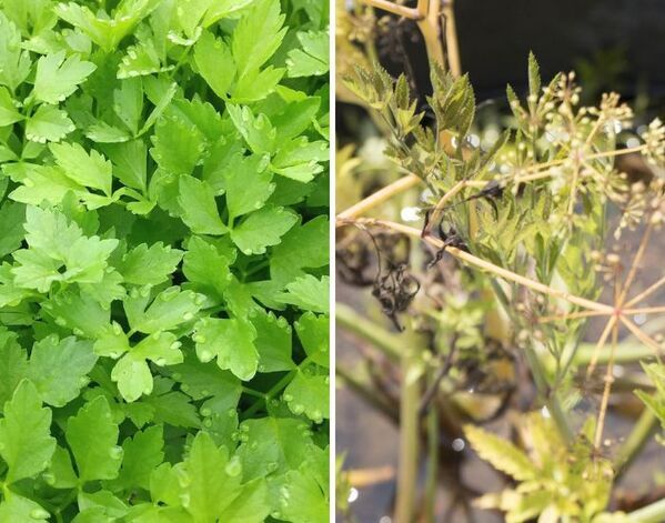 山菜採りで命の危険も　見分けづらい毒草に「知らなかった」「ゾッとした」