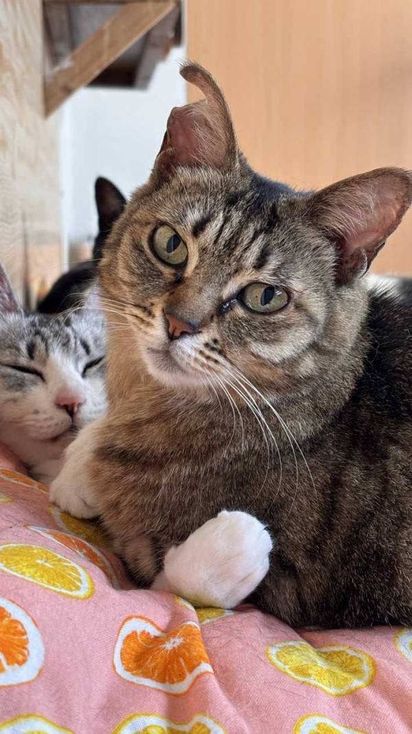 「人間の年に換算すると…」　５万人が『いいね』した凛々しいご長寿猫が、こちら