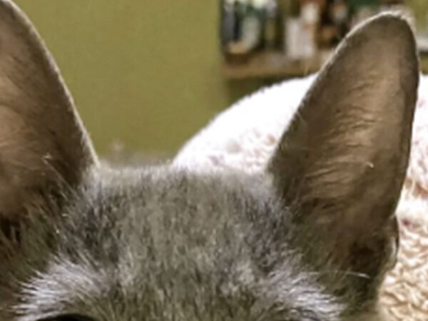 『美しすぎる猫」に同感の声が殺到　「絵本から飛び出したよう」