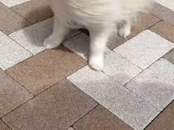 『犬界の西川貴教』を写した１枚に共感の声　「これは見事！」「理想的」