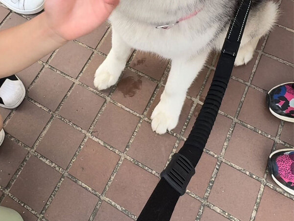 女の子に囲まれ、チヤホヤされるハスキー　見せた表情に「笑っちゃった」「もはやアザラシ」