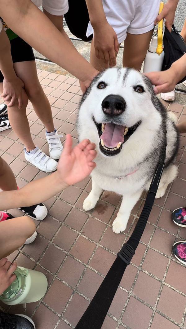 女の子に囲まれ、チヤホヤされるハスキー　見せた表情に「笑っちゃった」「もはやアザラシ」