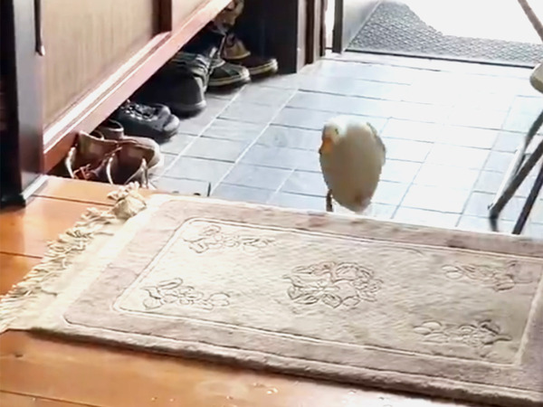 アヒルの『情けない瞬間』に１２万『いいね』　オチに「これまた見事」「世界に通じるよ」