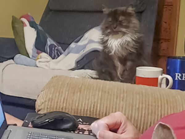 「私の夫は犬派です」　写真に疑問の声が上がり？「彼らは同意していない」