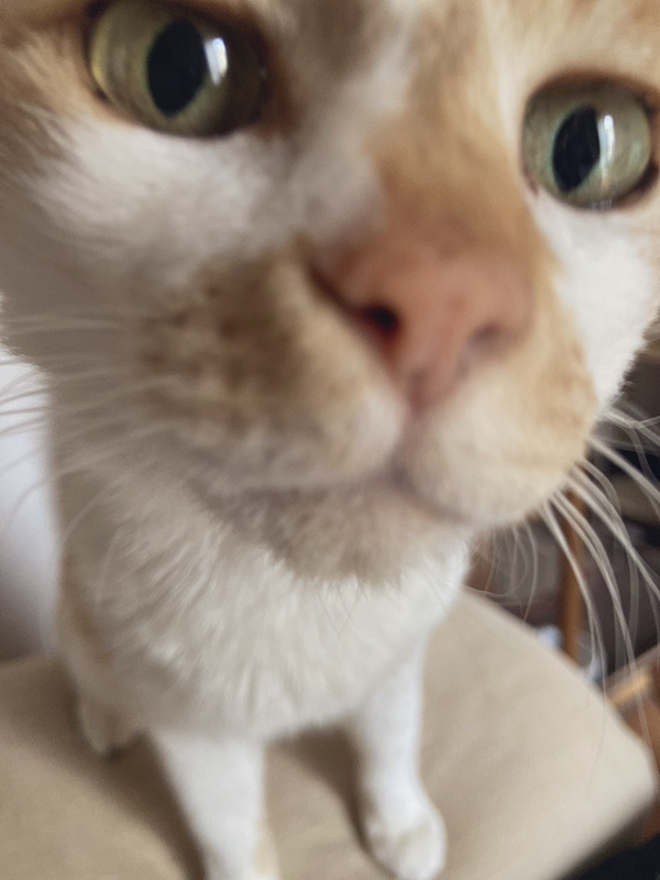 ケンタッキーを食べようとした女性　現れた野次馬が？「近いって！」「圧が強すぎる」