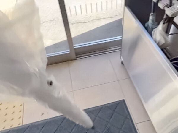 「こんなの日本だけ？」　雨の日に見かけるものに『２５万いいね！』