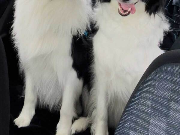 これから病院に行くと『分かっている犬』と『分かってない犬』　２匹の表情に、笑う！