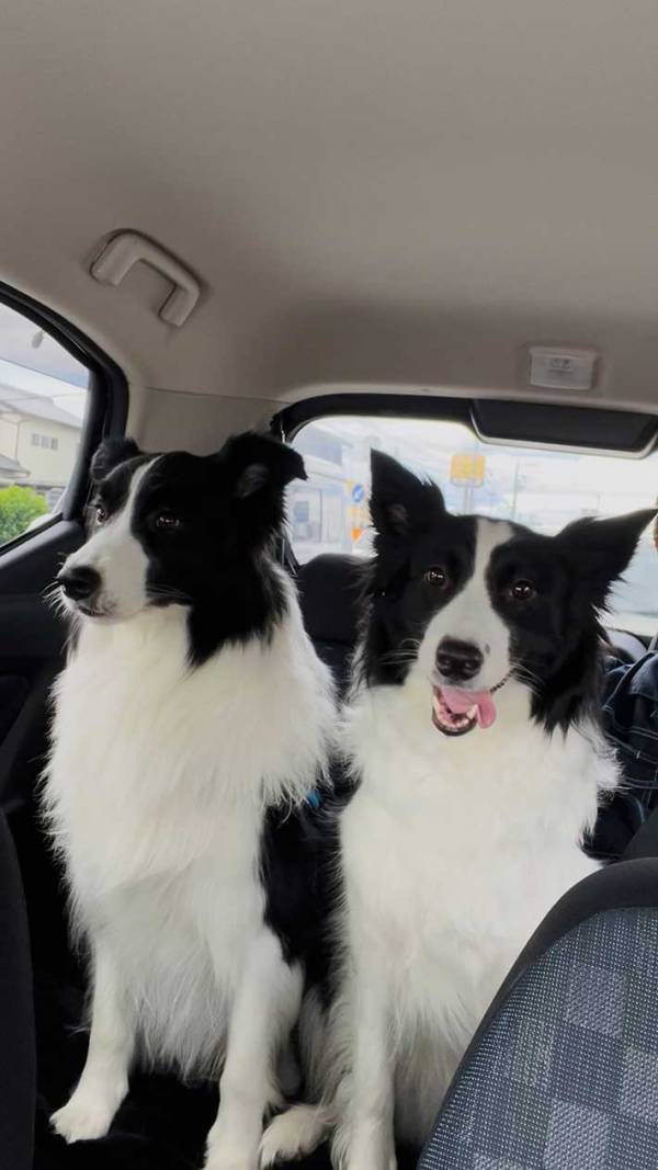 これから病院に行くと『分かっている犬』と『分かってない犬』　２匹の表情に、笑う！